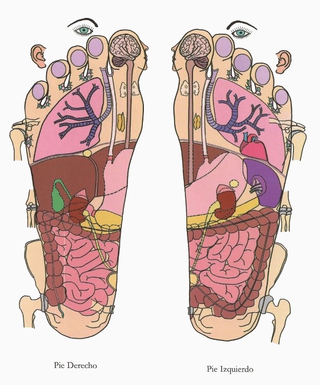 este mapa describe gráficamente las zonas reflejas de nuestro cuerpo en el pie.